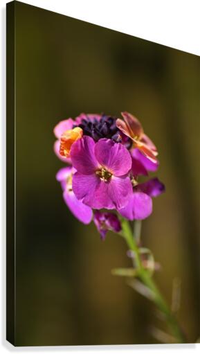 Wallflower Palette  Canvas Print