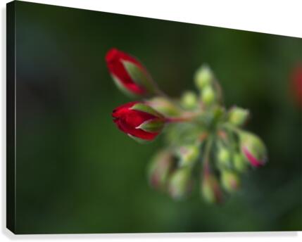 Geraniums Buds Red Canvas Print