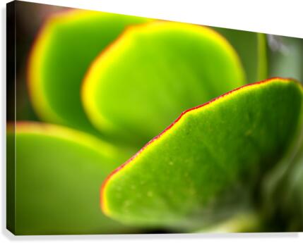 Bright Succulent World Canvas Print