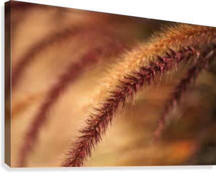 Grasses Wild Canvas Print
