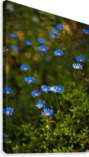Daisy Garden Canvas Print