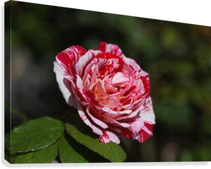 Scentimental Rose  Canvas Print