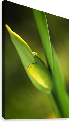 Tulip Bud  Canvas Print