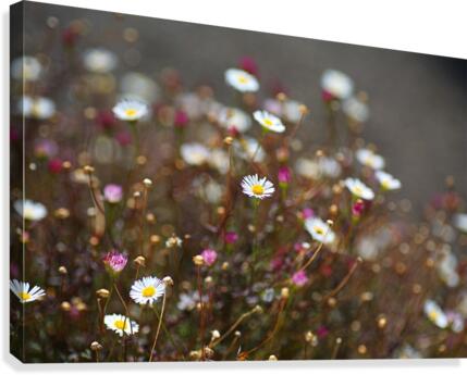 Daisy Dance Canvas Print