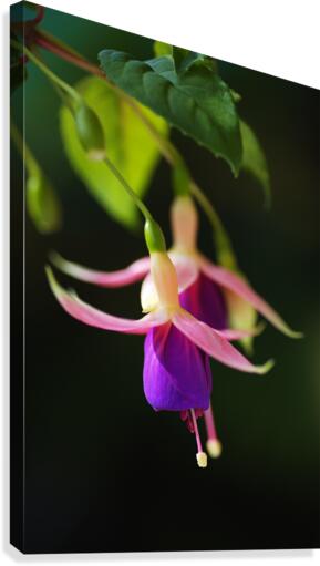 Fuchsia Flowers Canvas Print