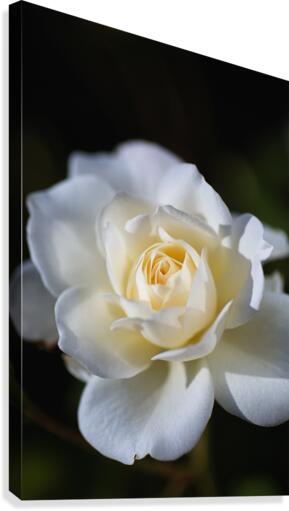 Rose White Canvas Print