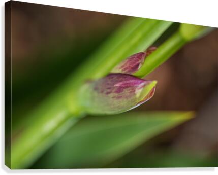 The Iris Spathe Canvas Print