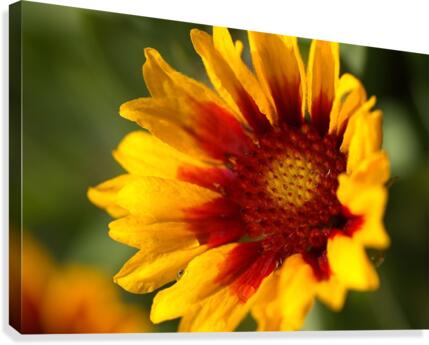 Blanket Flower Blooming Canvas Print