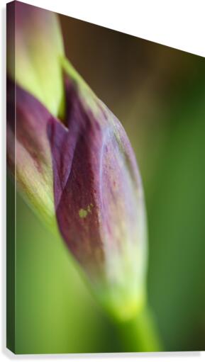 Purple Iris The Stem Canvas Print