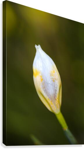 The Iris Bud Canvas Print