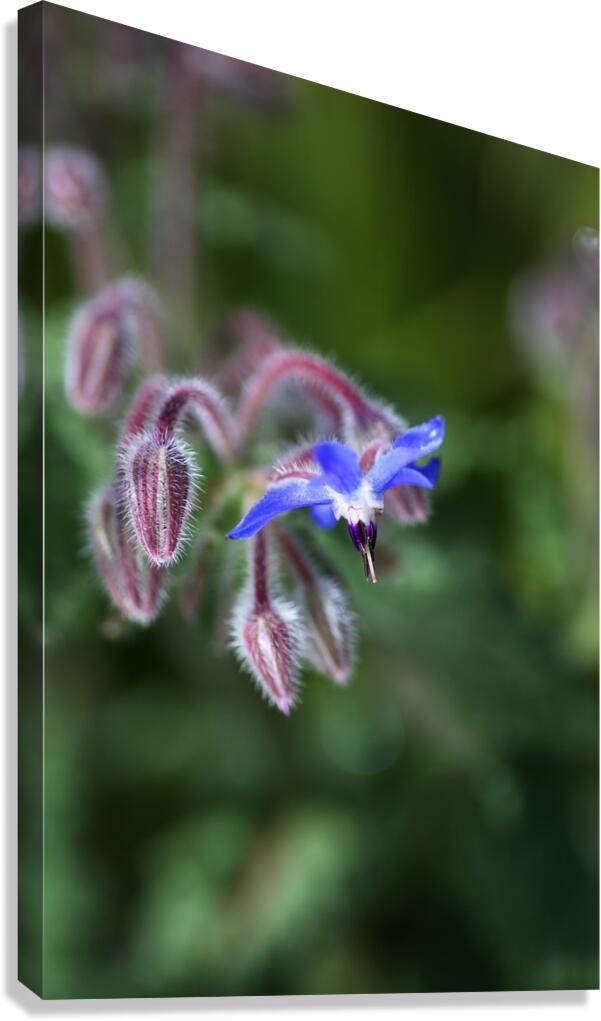 Borage Flower Canvas Print