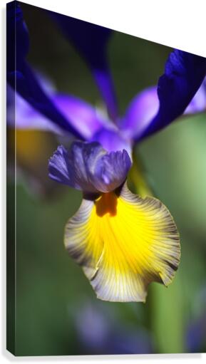 The Dancing Iris Canvas Print
