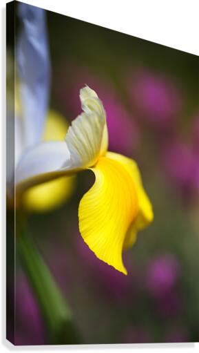 Iris In Side Face Canvas Print