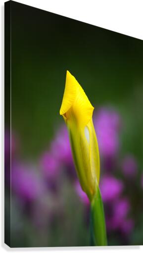 Iris Hope Canvas Print