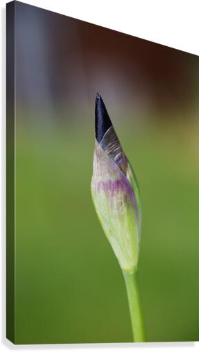 Purple Iris Bud Spring Canvas Print