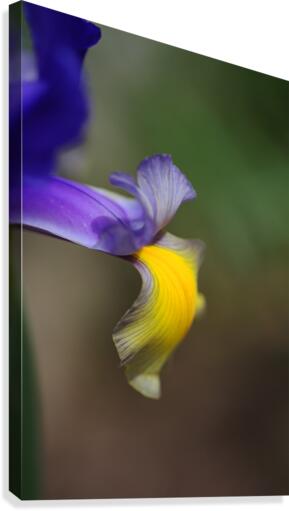 Iris Face Petals Canvas Print