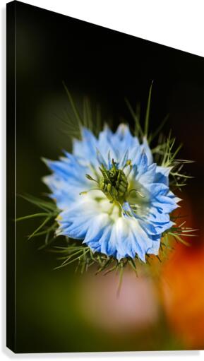 Nigella Flower Canvas Print