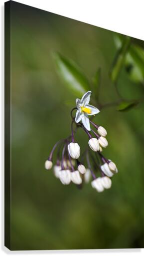 Potato Vine Flowering Canvas Print