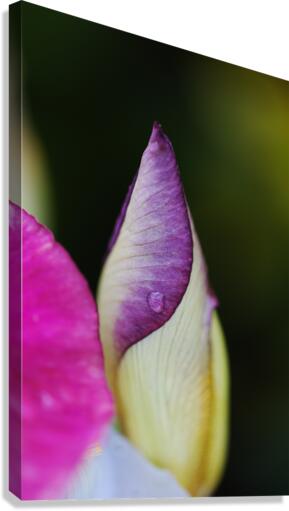 Iris Bud Hiding   Canvas Print