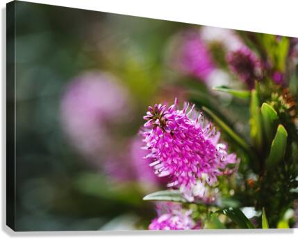 Hebe Flower  Canvas Print