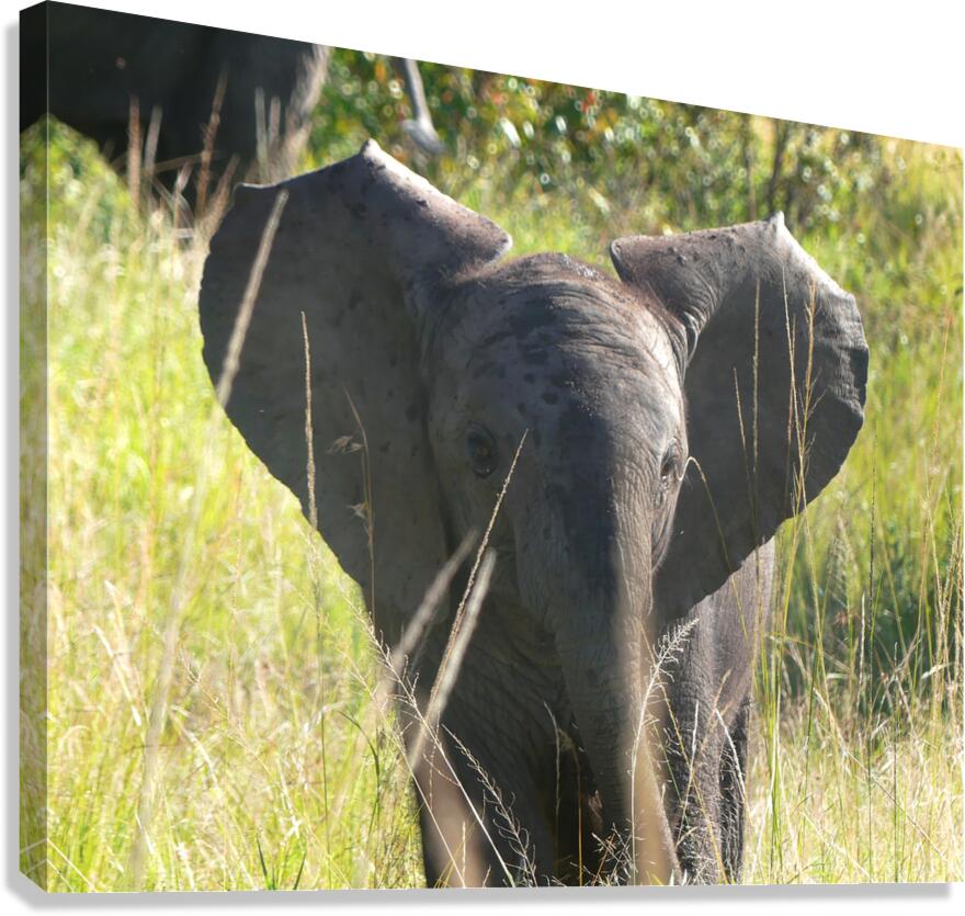 P1000407 copy Canvas Print