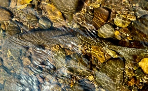 Brookie Repose