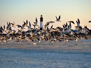 Beach birds in flight