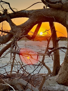 Driftwood sunset 