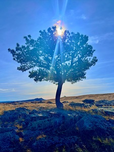 Lone Tree hill