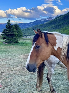 Painted pony