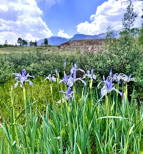 Spring Flowers