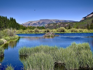 Beaver heaven