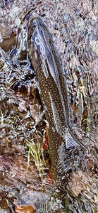 Resting Brook