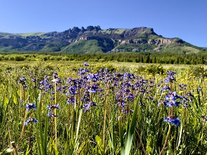 Flowers and the Poles
