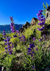 Purple Mountain’s Majesty