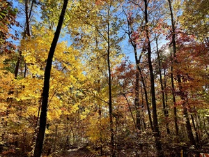 Can’t see the forest for the trees