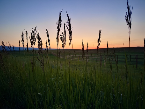 Grass Sunset Print