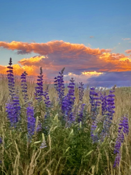 Lupine Sunset Print
