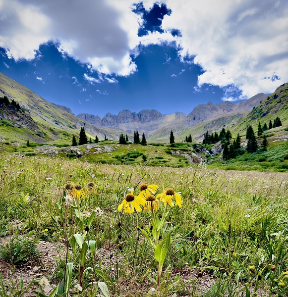 American basin Print