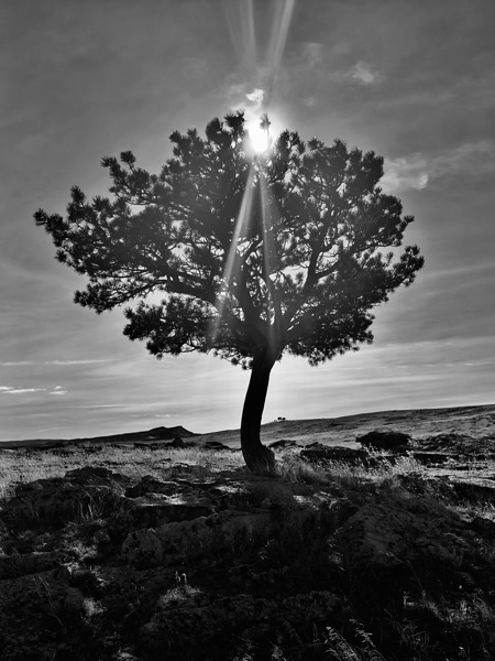Lone Tree Hill  Print