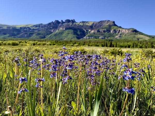 Flowers and the Poles by Dick Davis