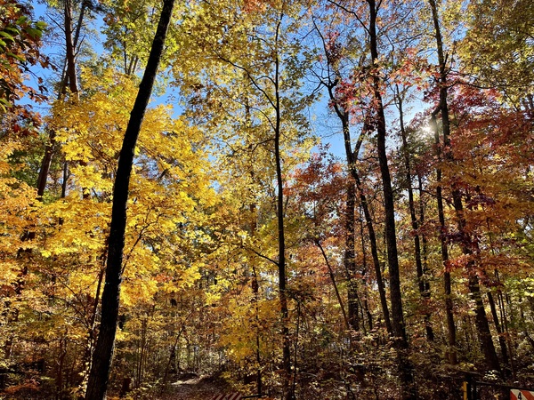Can’t see the forest for the trees by Dick Davis