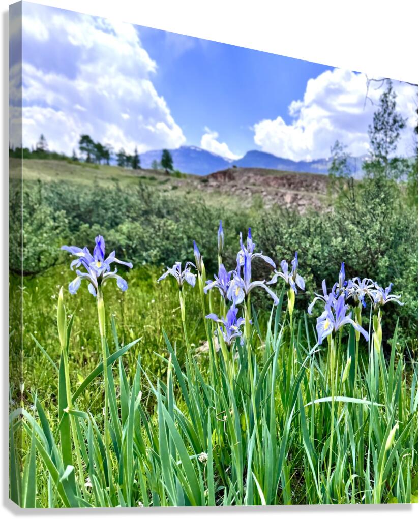 Spring Flowers Canvas Print