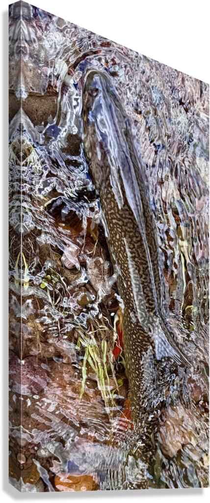 Resting Brook Canvas Print