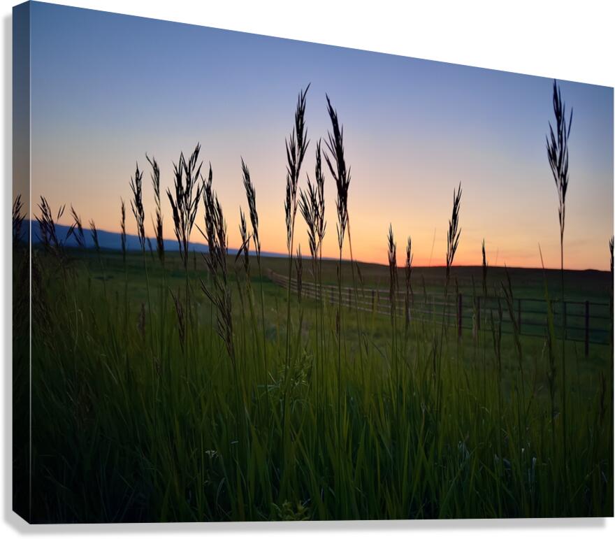 Grass Sunset Canvas Print