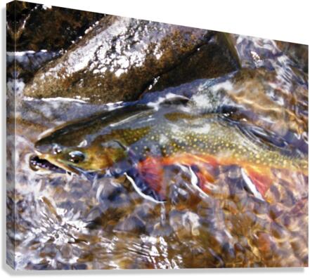 Fall Brookie  Canvas Print