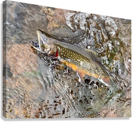 Snarling Brook Canvas Print
