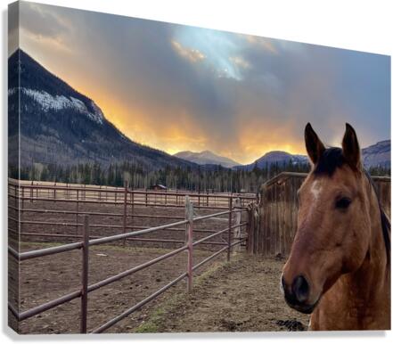Watching Sunset  Canvas Print