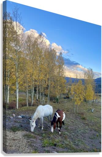 Sunset Grazing Canvas Print