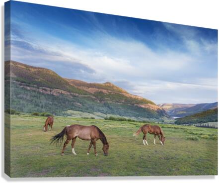 Good Grazing Canvas Print
